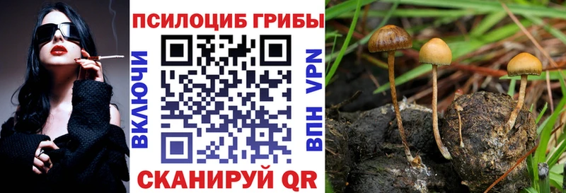 MEGA ссылка  хочу наркоту  Новоалександровск  Галлюциногенные грибы мицелий 
